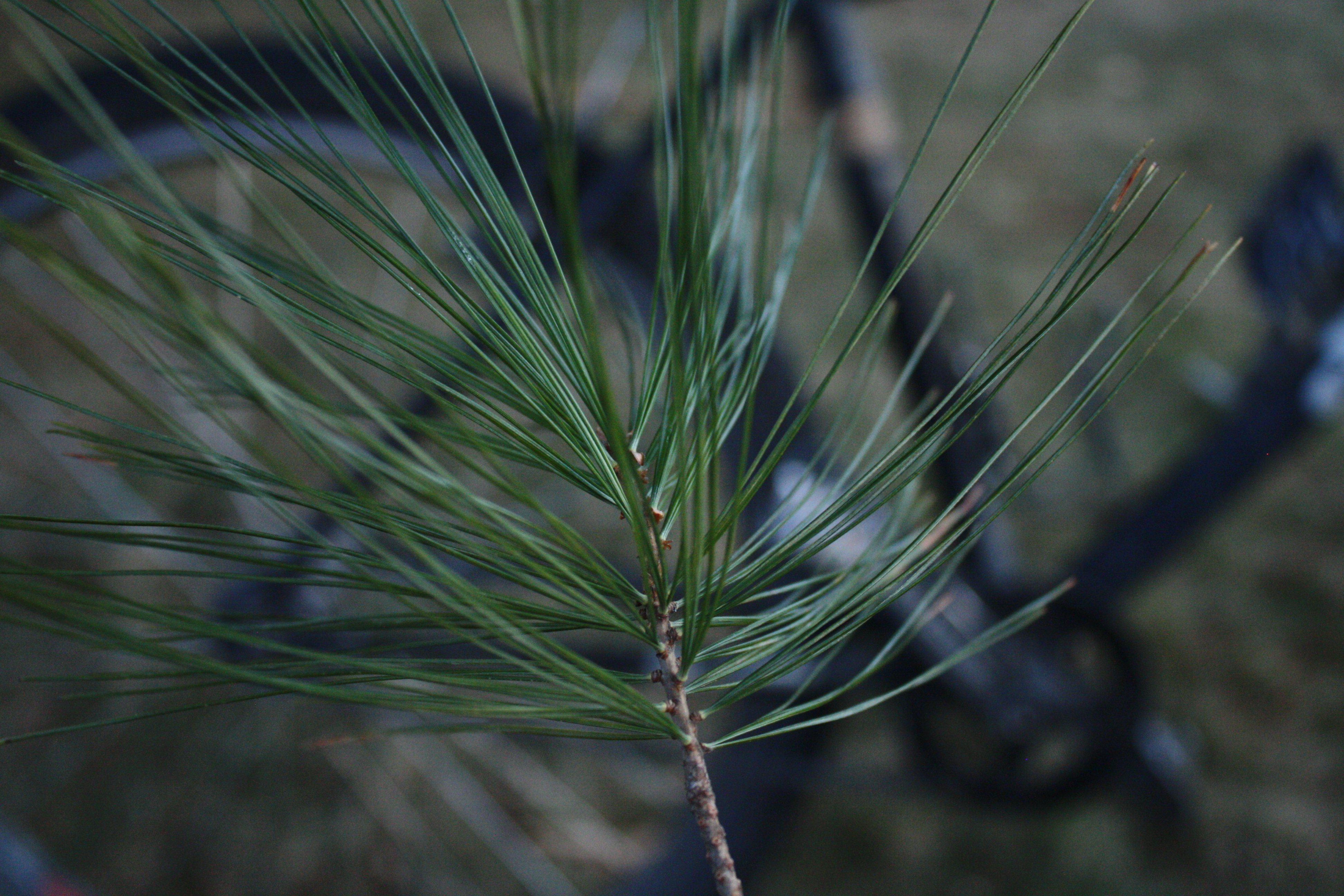 Start slow and taper off: forest bathing on two wheels